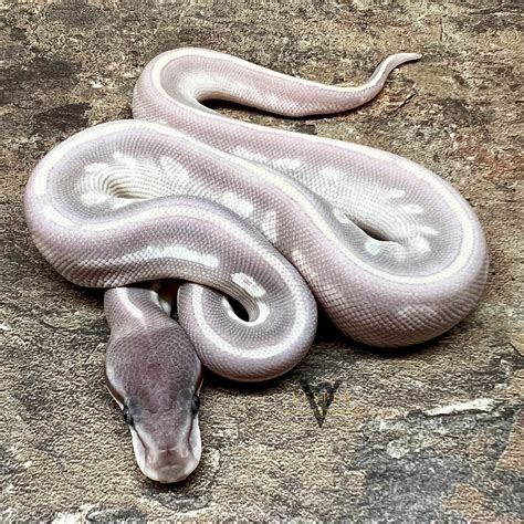 passion ball|purple passion ball python.